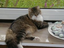 durch Anklicken wird das Bild gro